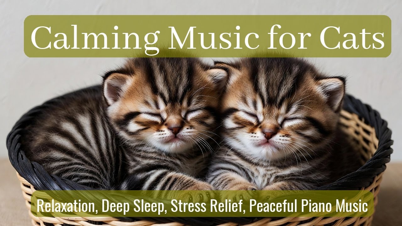 LIVE Adorable Kitten Sleeping Peacefully for Relaxation 😴 | Season 59