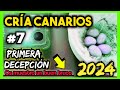 #7 CRÍA CANARIOS 2024 | Vaya DECEPCIÓN + Trucos de la cría