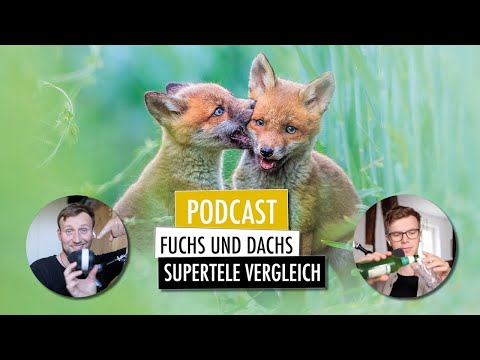 Füchse fotografieren  | Deutscher Naturfotograf des Jahres | Supertele Vergleich