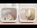 Petkit佩奇-頭等艙智能寵物烘毛箱 (PK3101) 台灣公司貨 product youtube thumbnail