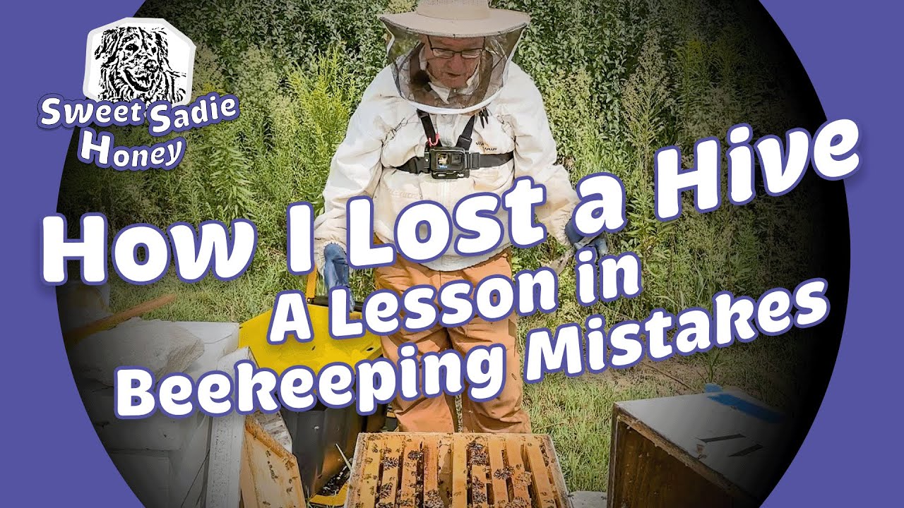 How I Lost a Hive: A Lesson in Beekeeping Mistakes - YouTube
