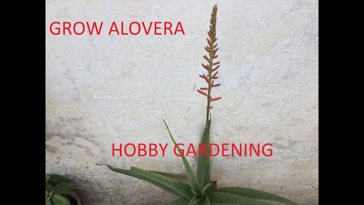 How To Take Care Of A Aloe Vera Plant Grow Aloe Vera From Leaf