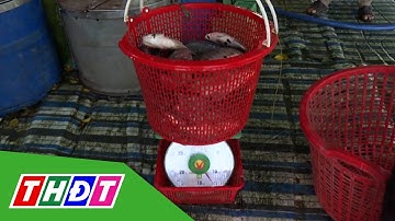 Nhiều sản vật mùa nước nổi giảm giá | THDT