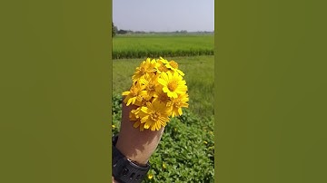 Little sunshine on a stem, daisis always find a way to make the day brighter#daisy #flowers #nature