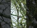 Le Pic épeiche 🐦 Short video documentary 4k 2023 ( Dendrocopos major )