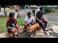 KEDATANGAN ENZO ‼️ PITBULL DARI GUNUNG SINDUR