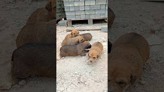 Heartbreaking Rescue 🏜️💔Newborn Puppies Found Alone in the Desert | Saving Them Just in Time #shorts