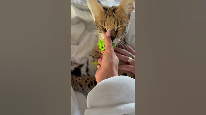 Watch the video about Daily nose boops💛#yellowhearts#serval#servalcats#catshorts#coolcat#coolpets#loving#snuggle#adorable