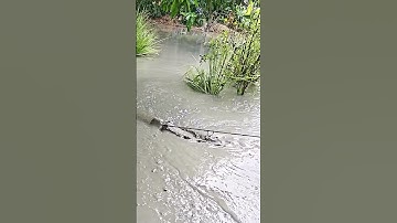 Bơm bùn cho vườn cây ăn quả