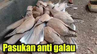 Pasukan burung puter , koloni burung puter | belajar ternak burung puter # burungputer