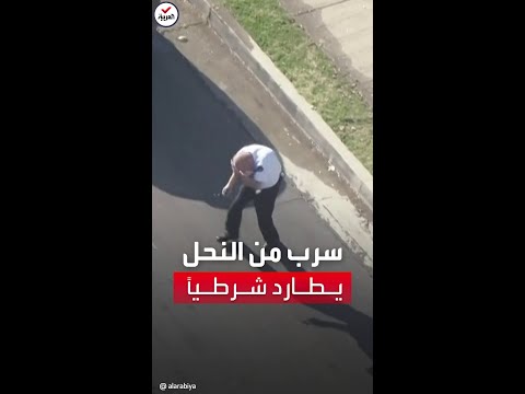 مشهد لسرب نحل غاضب يطارد شرطيا بأميركا ويسقطه أرضا
