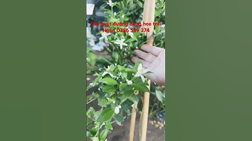 Cây quýt đường đang hoa trái #ngocnganbentre #0386569374 #cayquytduongdanghoatrai