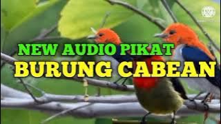 PIKAT BURUNG CABE CABEAN || SANGAT AMPUH ANTI ZONK !!!