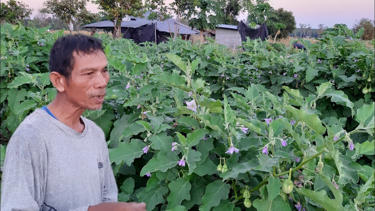 ปลูกมะเขือขาย!!ง่ายๆรายได้ดี