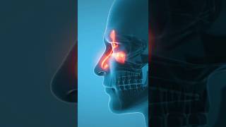 What Is Influenza Flu Virus Symptoms U0026 Prevention  Healthline Story