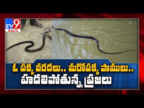 Effects Of Flooding : జనావాసాల మీద పడుతున్న పాములు - TV9