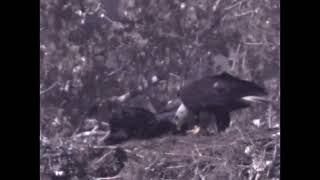 May 14 1024 Two Eagle Chicks