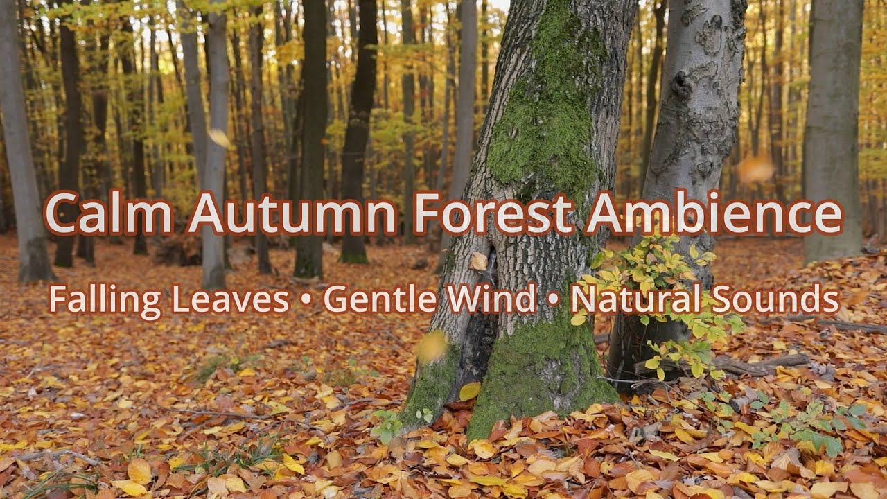 Calm Autumn Forest – Falling Leaves & Gentle Wind | 4K Ultra Relaxing Nature Ambience