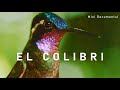 El Colibrí | Mini Documental