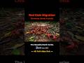 Christmas Island Red Crab Migration (SA) Special Nature Documentary #Shorts