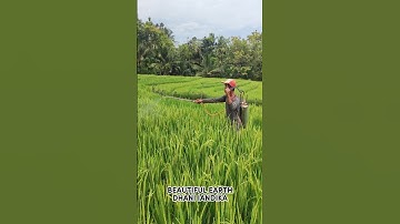 smart process of spraying pests on rice #shorts