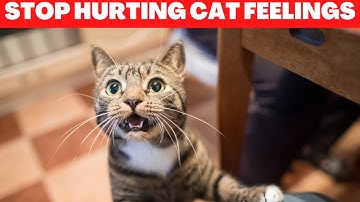 16 Things That Emotionally Hurt Your Cat