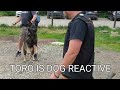 Dog aggressive german shepherd  session 1 with haz