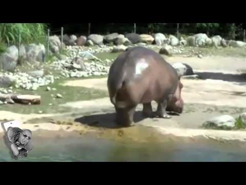 Hippopete L'hippo qui Drop une bombe