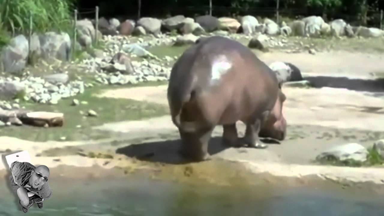 Hippopete L'hippo qui Drop une bombe - YouTube