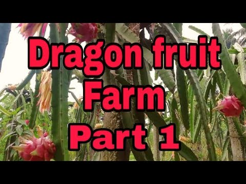 Our Dragon Fruit Farm Part 1 (Vlog#1)