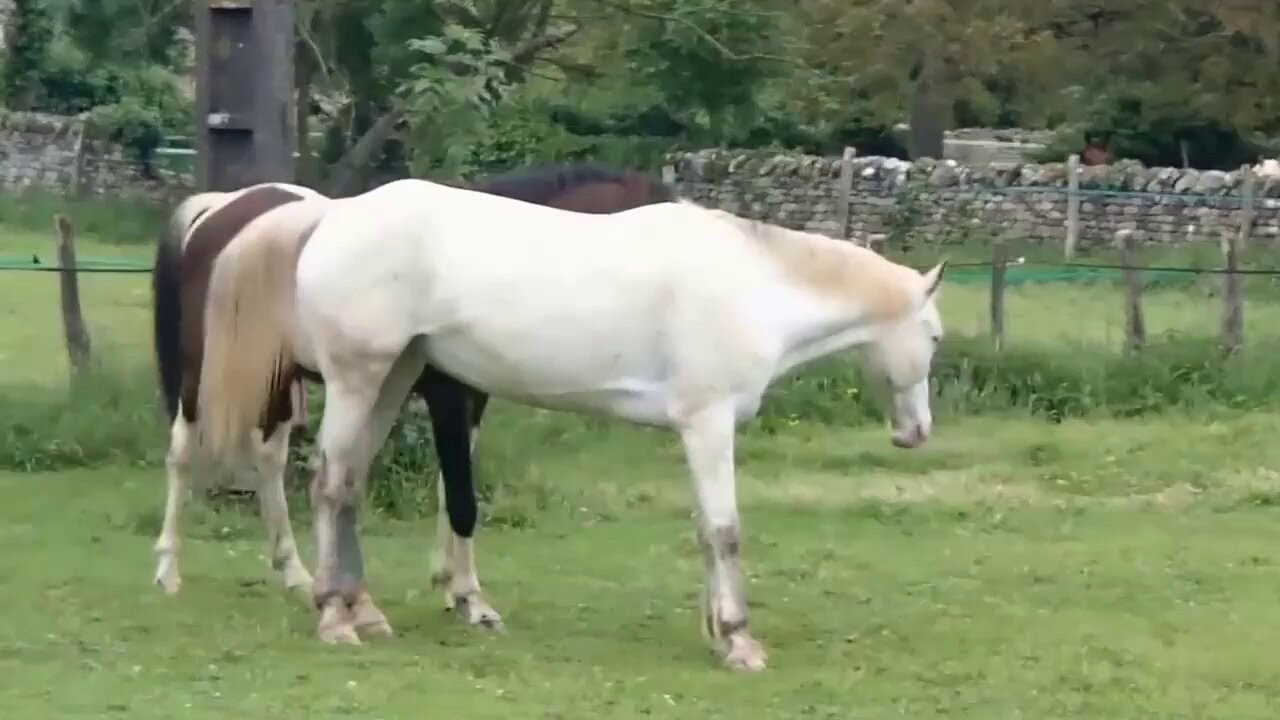 Horse mating YouTube