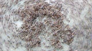 Death Spiral of Army Ants