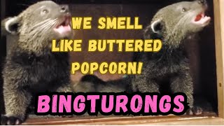 Cooldown with this compilation of BINTURONGS by Cooldown Compilation 132 views 3 months ago 3 minutes, 4 seconds