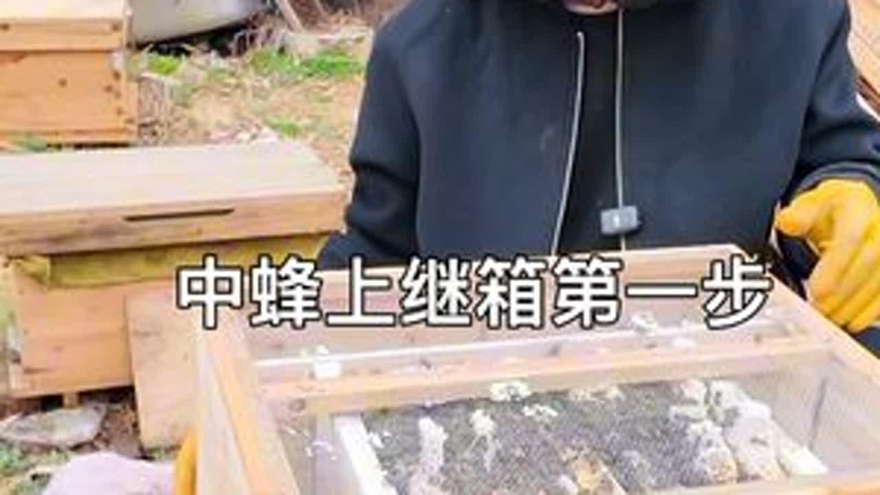 中蜂春季上继箱第一步，提脾上二楼，并非最后一步。 #中蜂上继箱 #春繁蜜蜂 #养蜂技术分享 #蜜蜂养殖