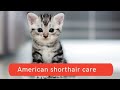 How to care for American shorthair cats Updated 2021 の動画、YouTube動画。