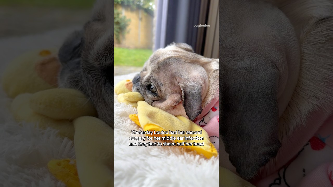 Loulou’s second SURGERY: removal of her entire EAR CANAL ❤️‍🩹🤕 