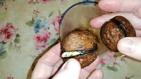 КАК САМОМУ ВЫРАСТИТЬ ГРЕЦКИЕ ОРЕХИ ИЗ СЕМЯН. Самый дешевый способ