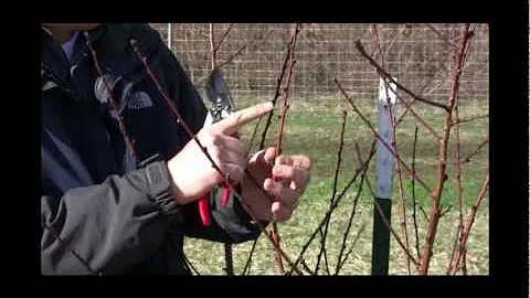 How to Prune a 3-Year-Old Stone Fruit Tree for Optimal Growth & Fruit Production