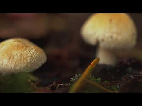 Travel is glamorous only in retrospect popmusiq 120 Minutes of Calm Piano and Jazz