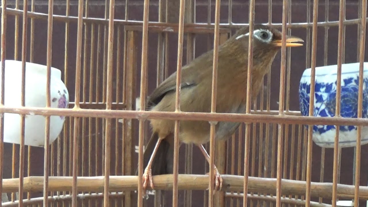 HM3053 Gật gù, lắc lư, luyến láy, càng nghe, càng ngắm càng phê _ Đã bay