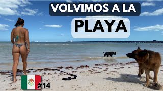 Esta PLAYA nos sorprendió 😱 // Ep. 14 MEXICO - Proyecto PATAGONIA - ALASKA 🚐🐶🐶👩🏼‍🤝‍👨🏽 by Van de a 4 13,608 views 2 months ago 29 minutes