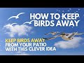 How to keep birds away