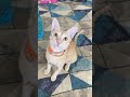 You don’t like me😿#youtubefeed #youtubesearch #funnyshorts #fypシ゚viral #petshub #cat #cute