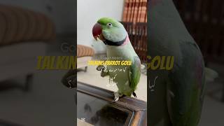 Talking Parrot Golu