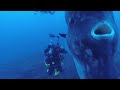 5 Deep Sea Creatures Faced By Divers!