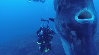 5 Deep Sea Creatures Faced By Divers!