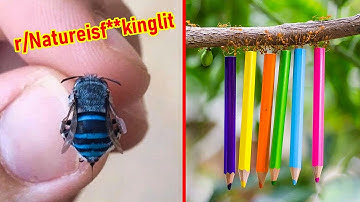 Nature Is Full Of Surprises 🔥 「 3 」