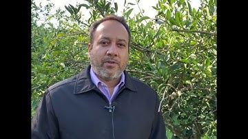 Citrus Disease vs Nutrient Deficiency