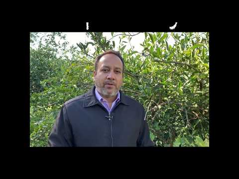 Video: Citrus Alternaria Ziekten – Wat veroorzaakt Alternaria op citrusbomen