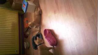 Rockey Rebbel Aan Het Spelen.mp4